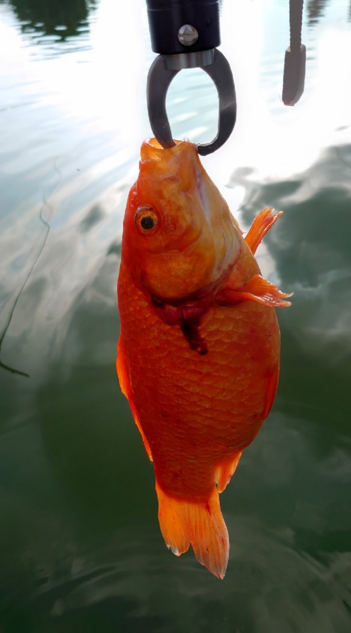 台灣野釣溪流淡水魚-釣魚社群