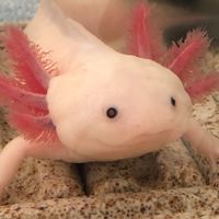 六角恐龍～龍源社🌸飼養交流～歡迎加入