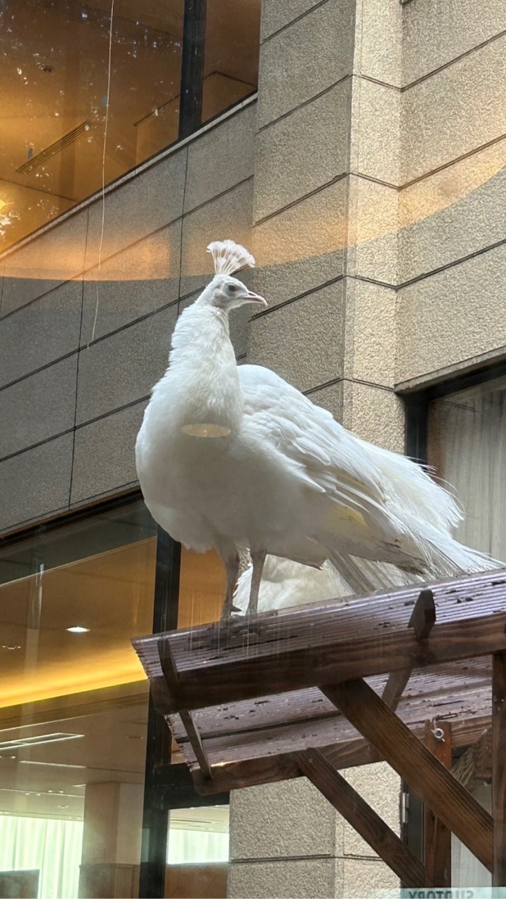 集まれ日華友好の森🐼