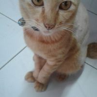 แมวโชคดีและแฟมิลี่
