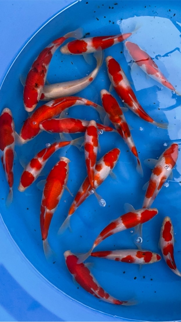 @ Baanpacarp Nichada Group
