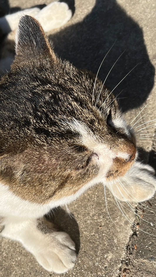 ネコは今日も歩き続ける