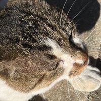 ネコは今日も歩き続ける