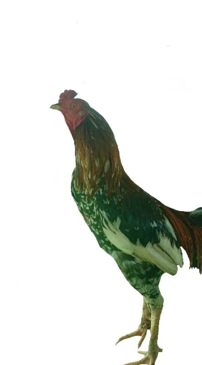 ส.สหชัยฟาร์ม ไก่ชนอุดรธานี