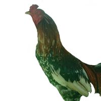 ส.สหชัยฟาร์ม ไก่ชนอุดรธานี