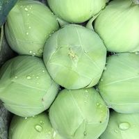 ราคาดอกบัว ตลาดปากคลองตลาด2565