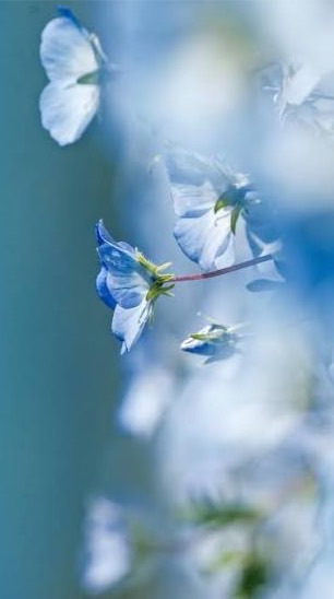 LUNA故迴的蒼月草