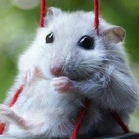 คนรักหนูแฮมเตอร์ ไจแอนท์ สินค้าซิ้อขาย-แจกฟรี เชียงใหม่