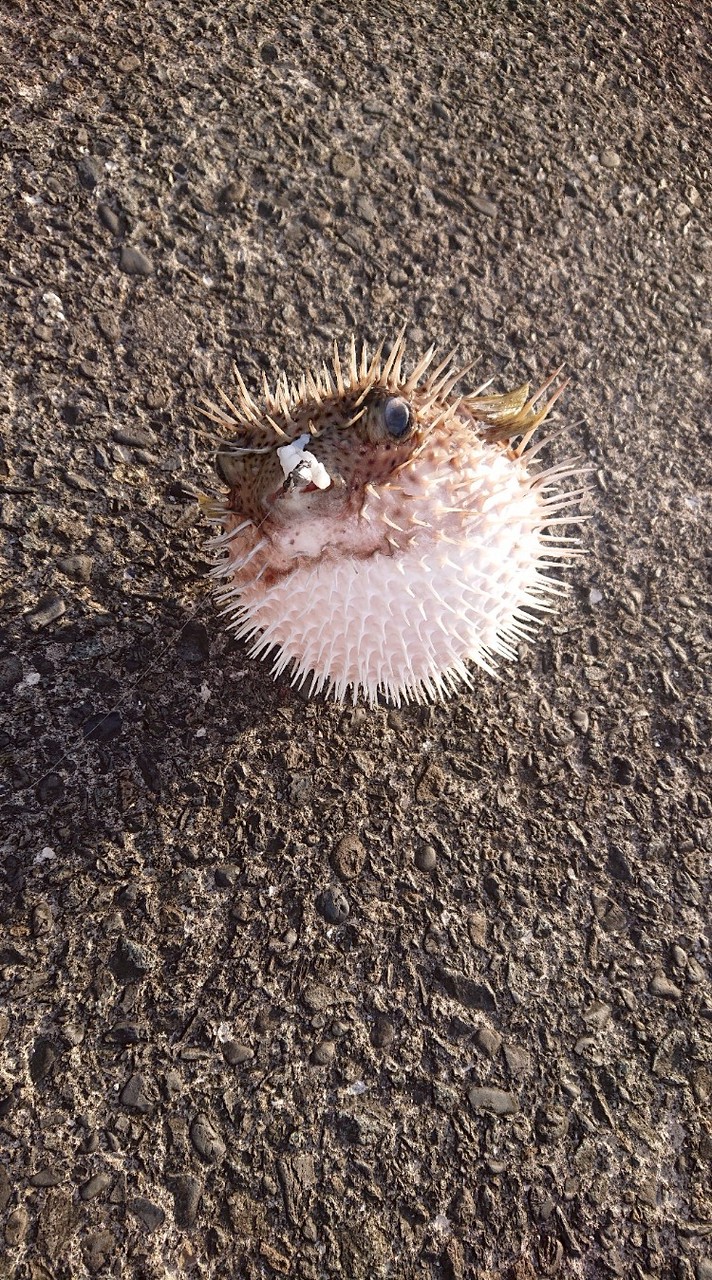 江戸川手長エビ釣りハゼ釣り##