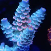 筱海缸討論區
