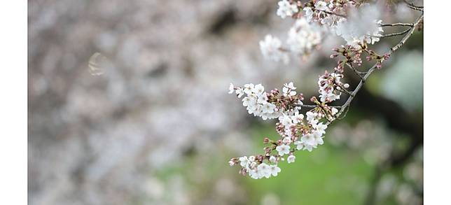 2019櫻花季花期預測大公開 五大東京賞櫻名所搶先報給你