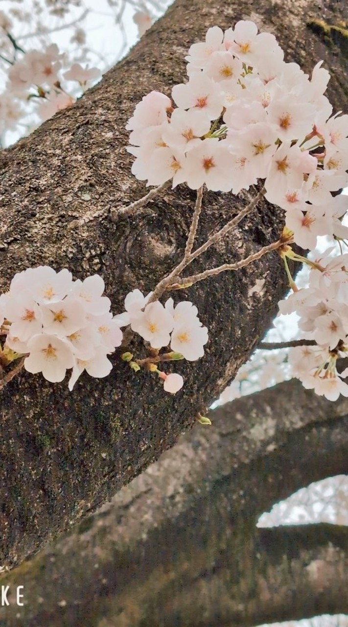 【緩也】ゆる〜りのほほん本丸【刀剣乱舞nrkr】