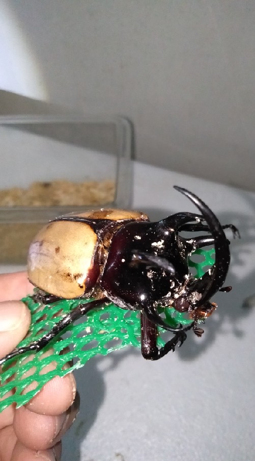 Beetle FC