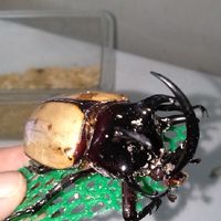 Beetle FC