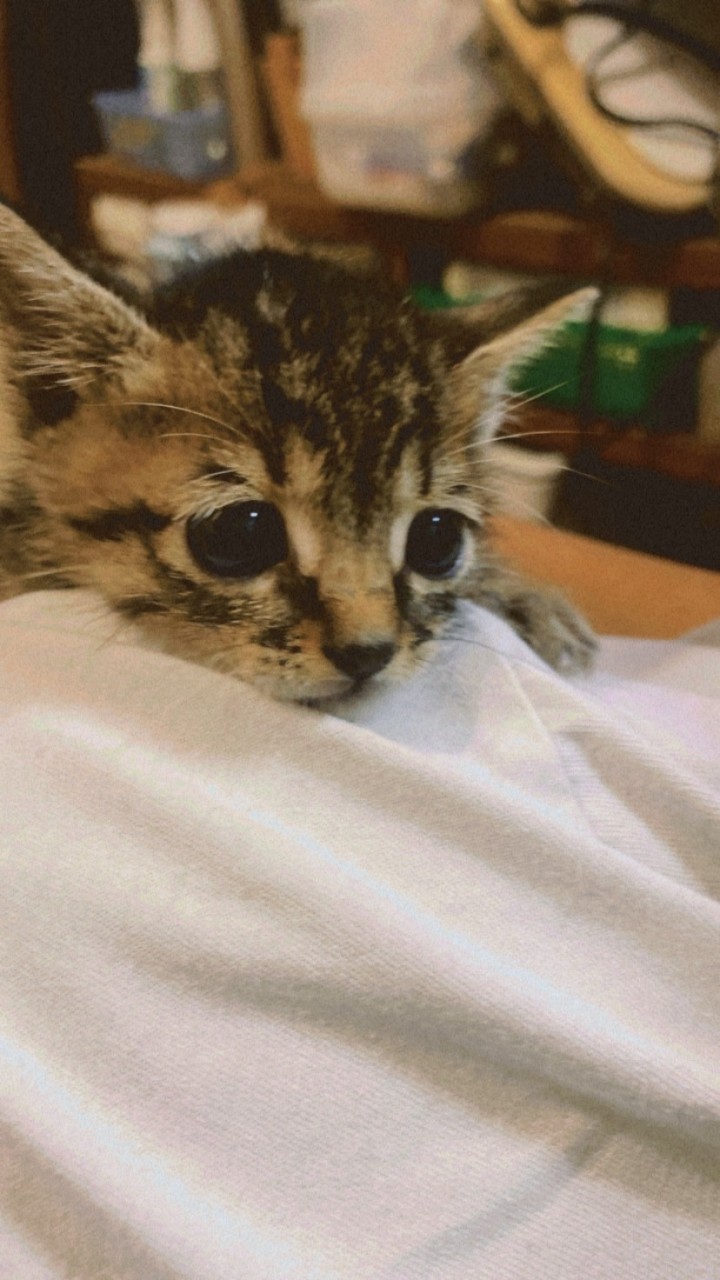 Hoya 虎斑貓🐱