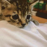 Hoya 虎斑貓🐱