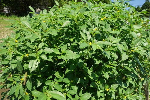 モロヘイヤってどんな野菜 旬や名前の由来までを学ぶ