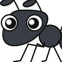 The ant SAM