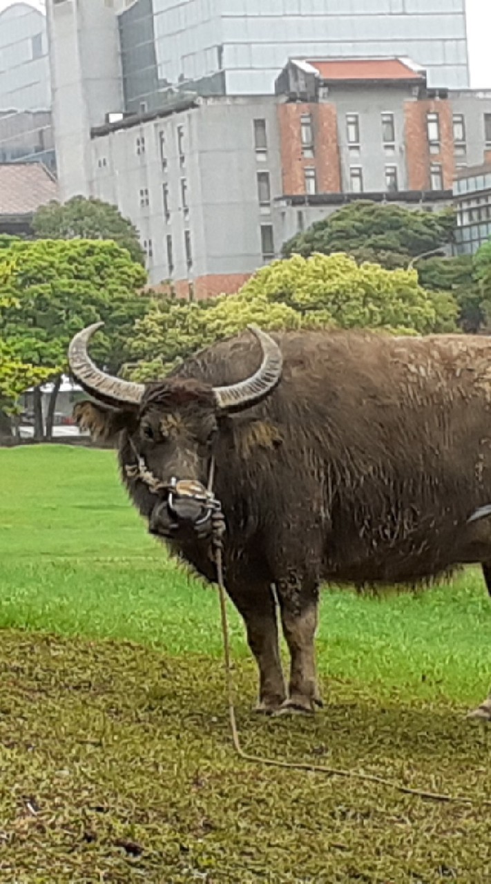 妖山機場附設怪胎大學