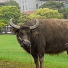 妖山機場附設怪胎大學