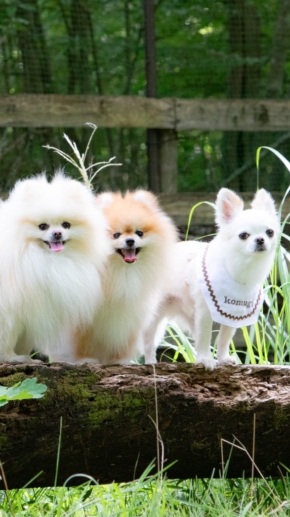🐶【全国】ペットイベント情報共有🐱