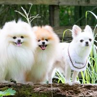 🐶【全国】ペットイベント情報共有🐱