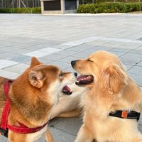 ➿哥德式團購小社群➿