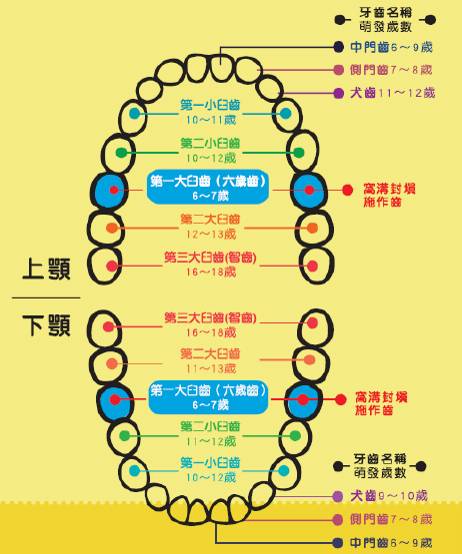 小一學童臼齒窩溝封填免費補助 做了就不會蛀牙嗎 Mamibuy媽咪拜 Line Today