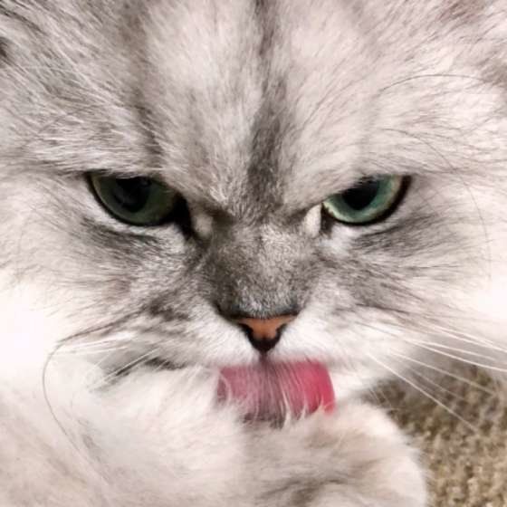 抜け毛がすごい 猫の 換毛期 対策をご紹介します