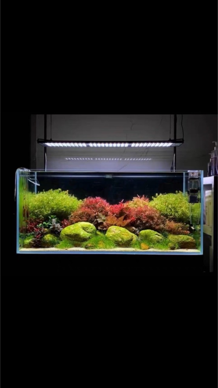 Aquatic Scape z