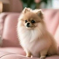 免費廣告 熊娃哈吉 佈告欄 深情電台