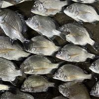 🇹🇼浪磯天涯❥๛🎣武弄團☘️