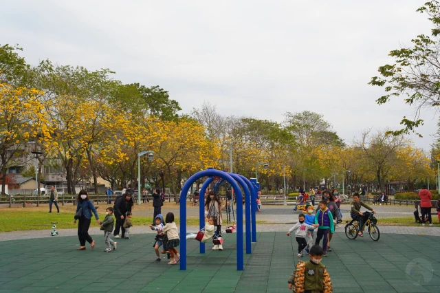 2023廍子公園黃花風鈴木花況,台中最美的黃金公園,廍子公園黃花風鈴木,廍子公園黃花風鈴木花況