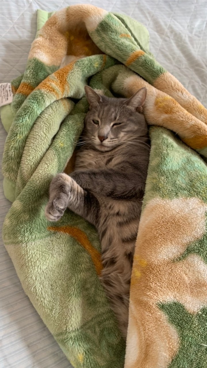 OpenChat ＦＸ交流会