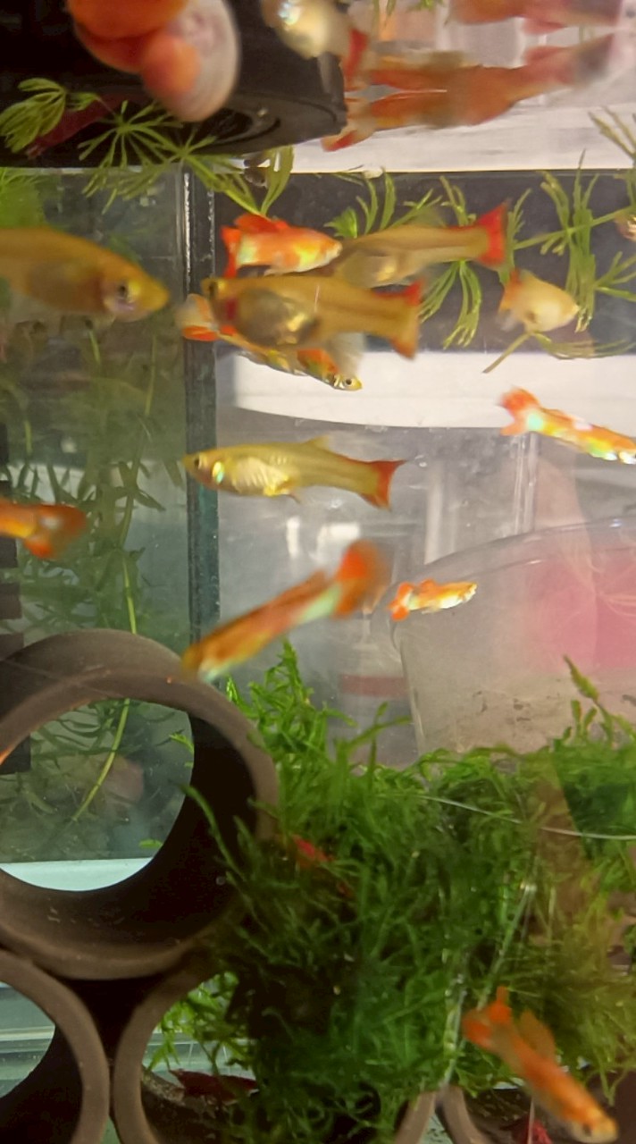孔雀魚送養、買賣、戶外生態缸、競標交流區