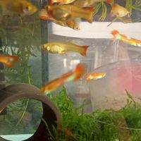 孔雀魚送養、買賣、戶外生態缸、競標交流區