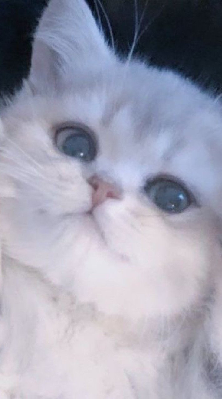꒰ ᴛʜʀᴇᴀᴅ ꒱ =͟͟͞͞♡