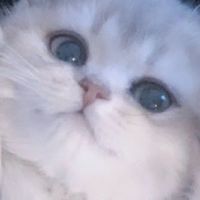 ꒰ ᴛʜʀᴇᴀᴅ ꒱ =͟͟͞͞♡