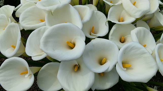 圖片來源：Ig＠UnLazyBones