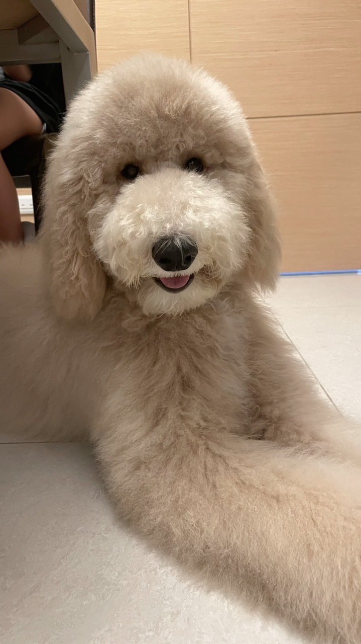 🐶小太陽寵物時光會館🐶「比熊犬」、「巨型貴賓 （標貴）」幼犬買賣、飼養諮詢