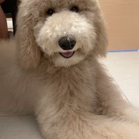 🐶小太陽寵物時光會館🐶「比熊犬」、「巨型貴賓 （標貴）」幼犬買賣、飼養諮詢