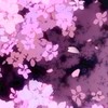 ふぁみりーする？いいよ！君も今日から家族だよ！·̩͙꒰ঌ( っ️˘꒳˘)っ*. ﾟおめでとｺﾞｻﾞｲﾏｽ