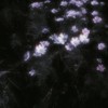 唯、堕ちて往く儘に　　꒷꒦　　スト緩愛重ハント