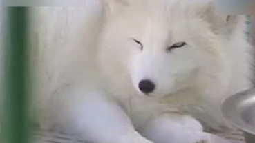 花了 3.6 萬買來的「哈士奇」 養著竟成了「白狐狸」！