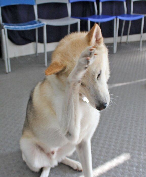 犬への合図に威厳は必要なし