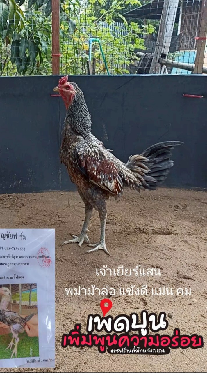 ซุ้มน้องปอร์โต้