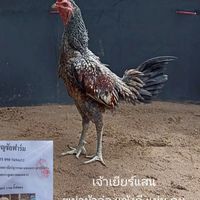 ซุ้มน้องปอร์โต้