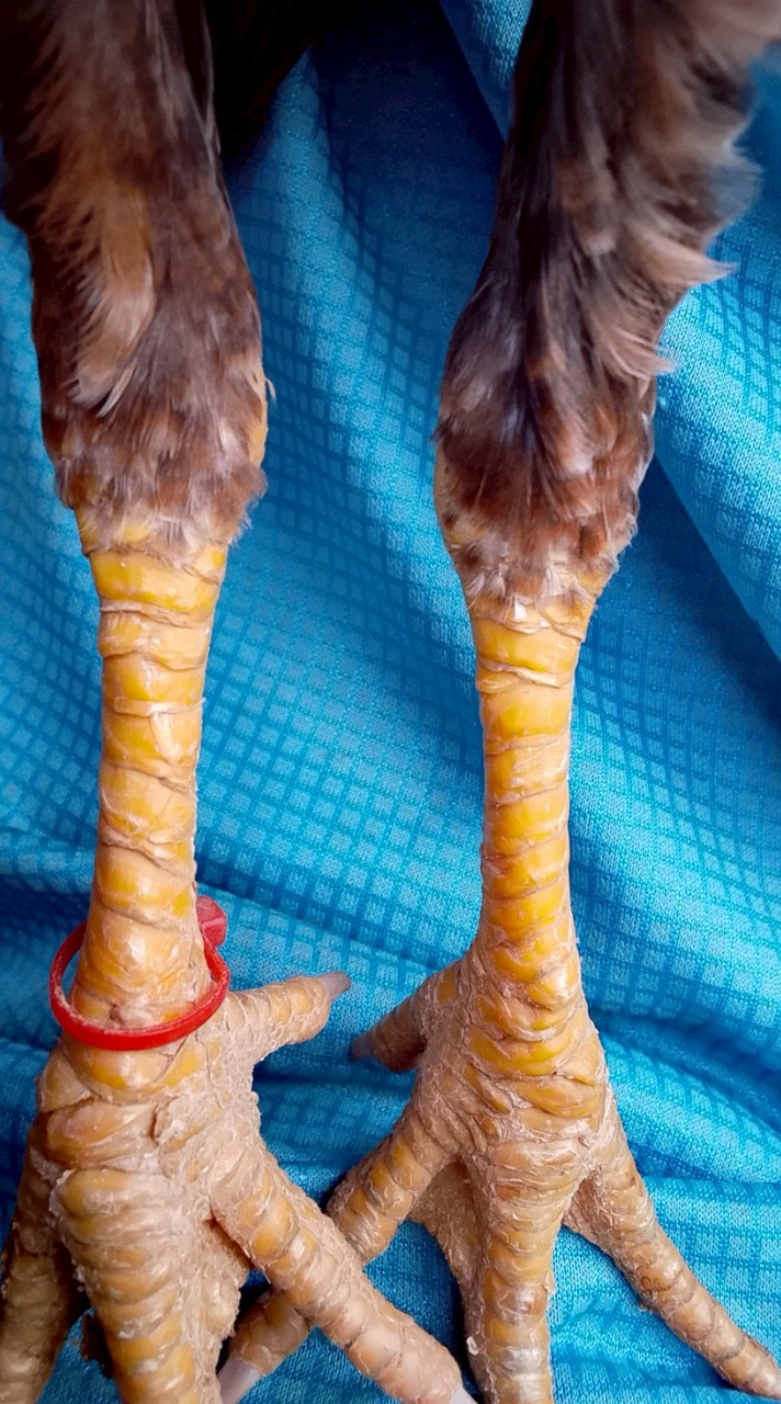 ไก่ชนบ้านๆ