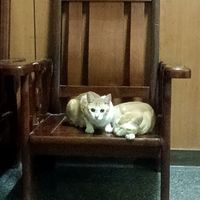 我的橘貓真會撒嬌