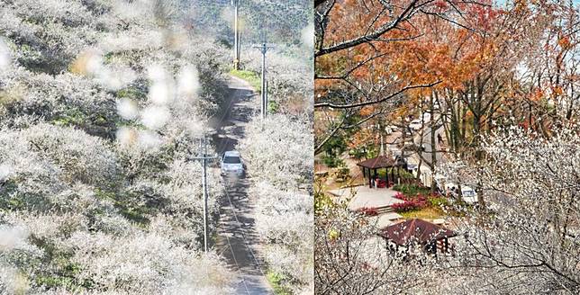 賞梅情報 21全台10大賞梅秘境 雪白梅花夢幻盛開中 台灣旅行趣 Line Today